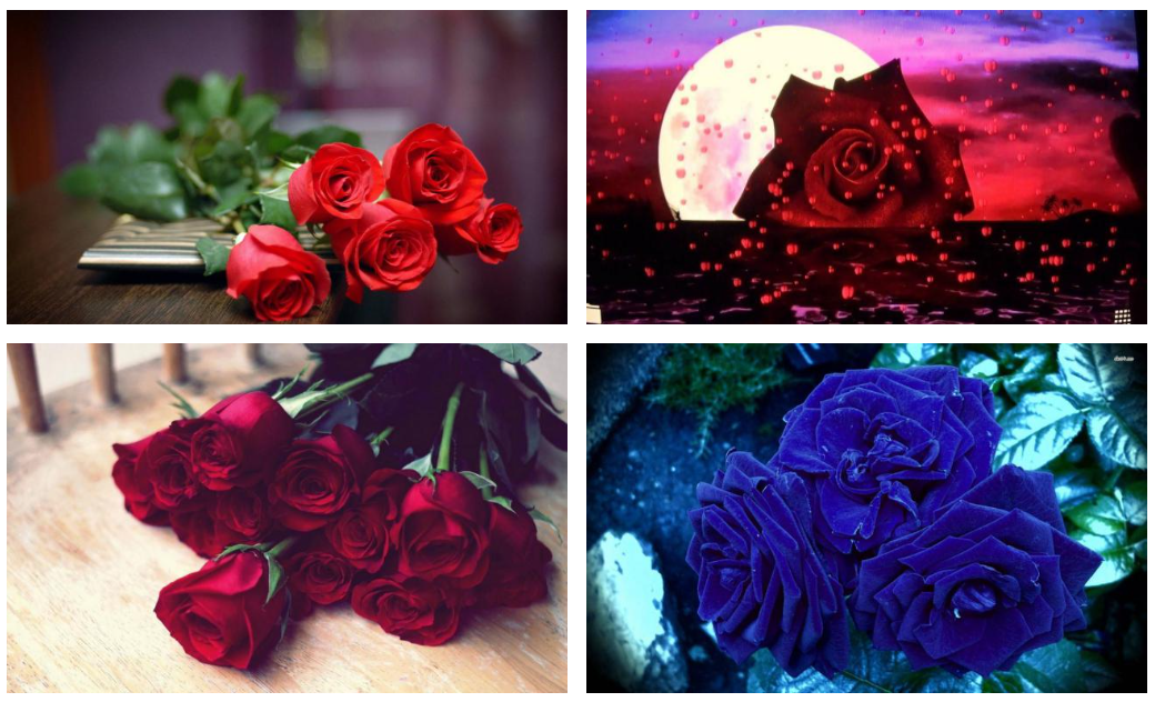 1001+ Hình nền hoa hồng đẹp làm hình nền điện thoại, laptop - ABCD Online
