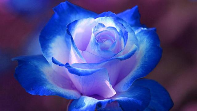 Hoa hồng luôn là biểu tượng của tình yêu và sự kiêu sa, và khi được đặt làm hình nền thì tạo nên một cảm giác rất tươi mới và đẹp mắt. Hãy cùng ngắm nhìn hình nền hoa hồng đẹp để tìm thấy sự yên bình và chìm đắm trong vẻ đẹp vô tận của hoa.