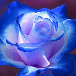 Hình nền hoa hồng - Bộ ảnh hoa hồng đẹp, lãng mạn